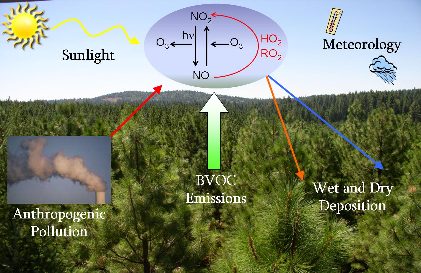 Forest Processes